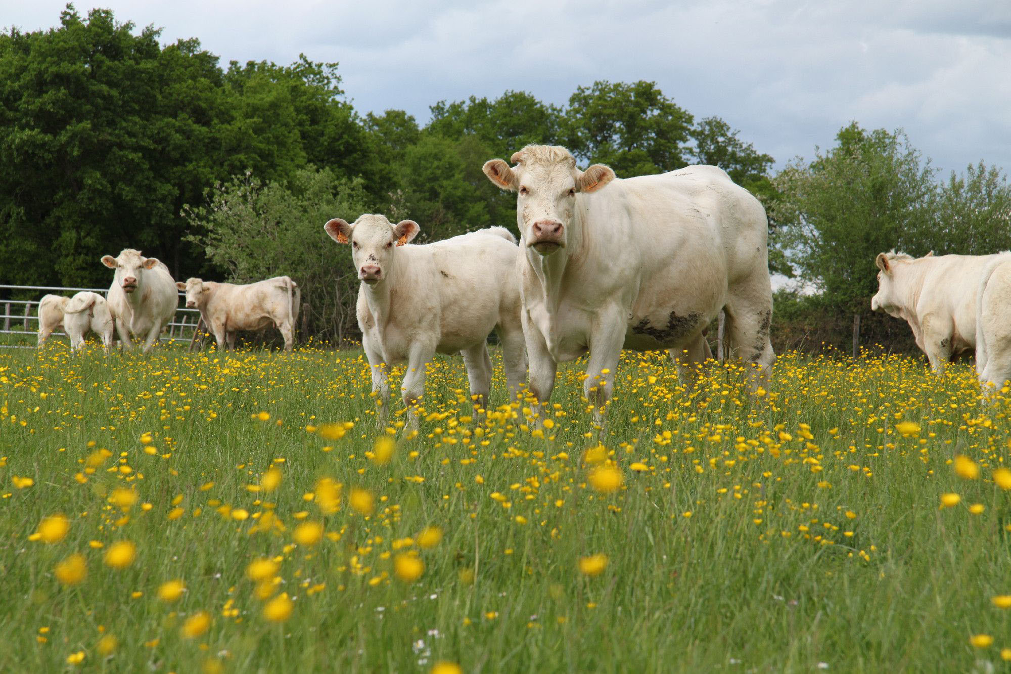 De la viande engagée