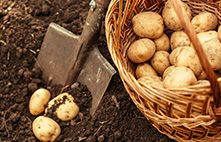 Nous plantons nos propres pommes de terre